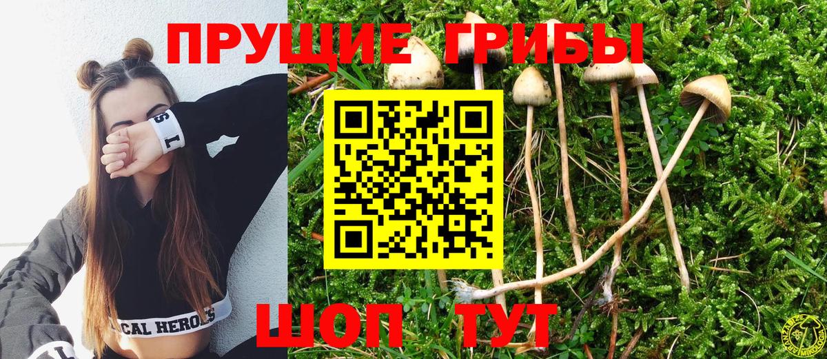 Псилоцибиновые грибы Cubensis Саки