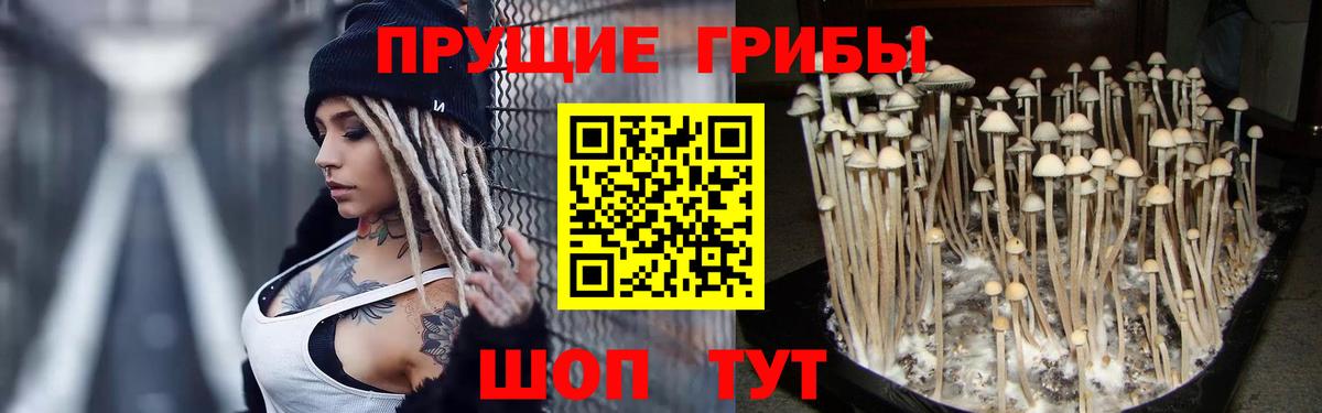 Саки  Псилоцибиновые грибы ЛСД  Псилоцибиновые грибы Psilocybine cubensis  Вход с VPN 